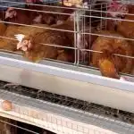 Poulet de chair : pourquoi les prix s’effondrent chez les éleveurs sans baisser pour l