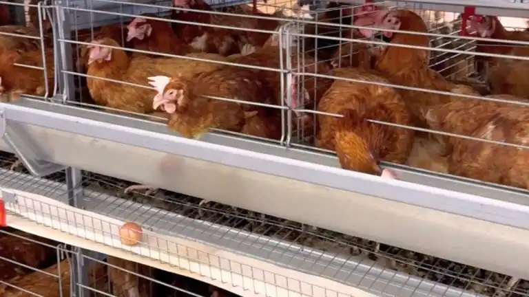 Poulet de chair : pourquoi les prix s’effondrent chez les éleveurs sans baisser pour l